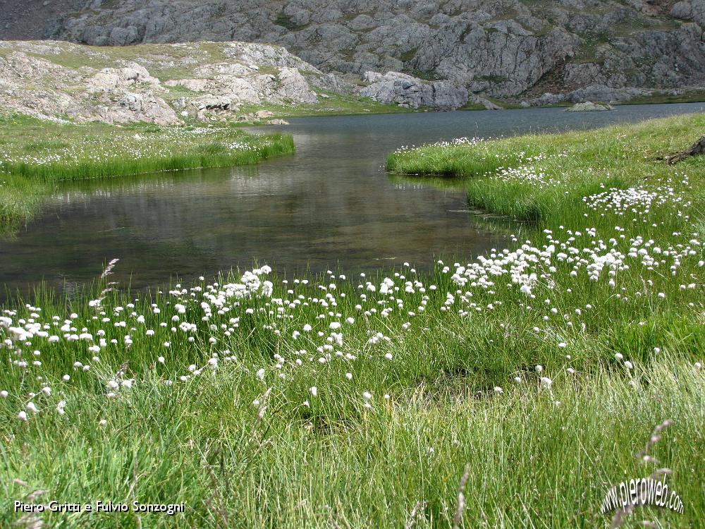 36 Eriophorum angustifolium.JPG